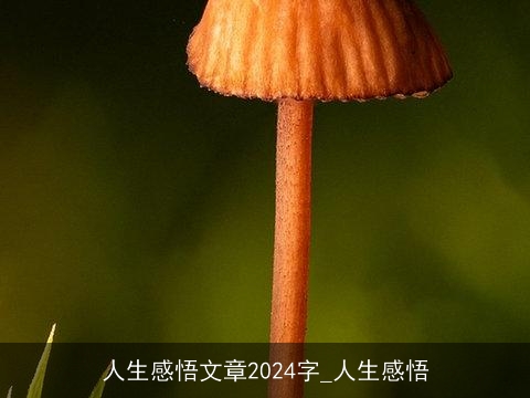 人生感悟文章2024字_人生感悟