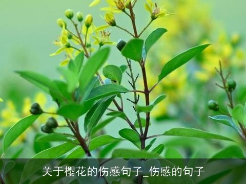 关于樱花的伤感句子_伤感的句子