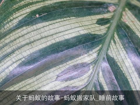 关于蚂蚁的故事-蚂蚁搬家队_睡前故事