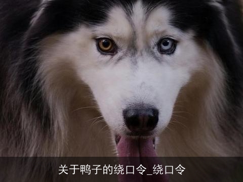 关于鸭子的绕口令_绕口令