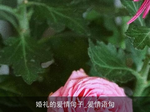 婚礼的爱情句子_爱情语句