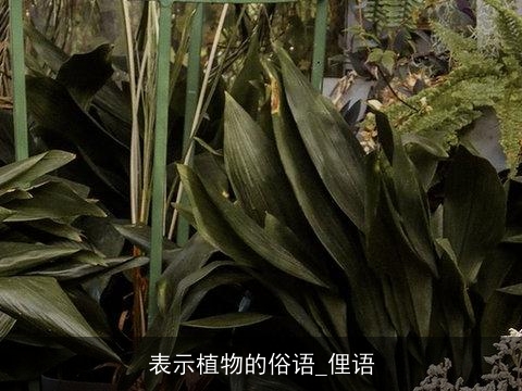 表示植物的俗语_俚语