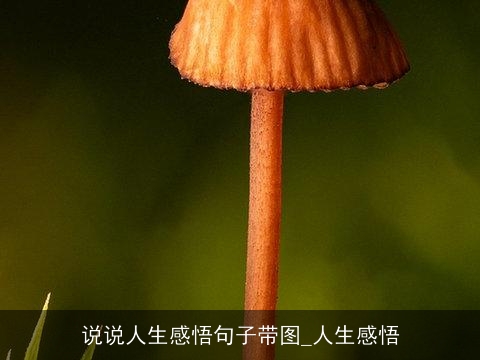 说说人生感悟句子带图_人生感悟